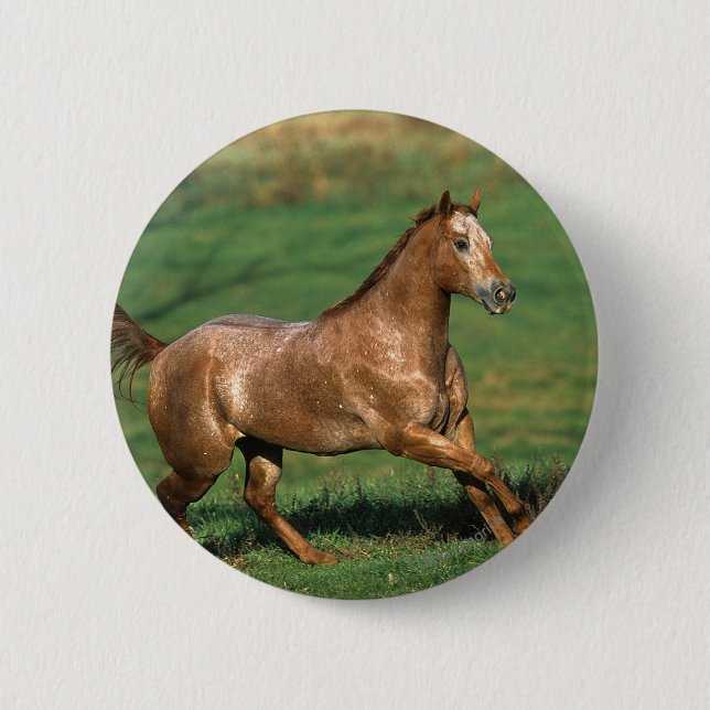 Badge Rond 5 Cm Cheval d'Appaloosa fonctionnant dans le domaine (Devant)