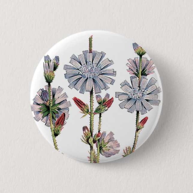 Badge Rond 5 Cm Chicorée (Devant)
