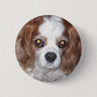 BADGE ROND 5 CM CHIEN CAVALIER D'ÉPAGNEUL DE ROI CHARLES