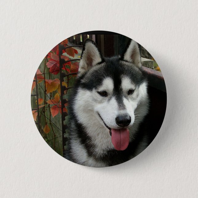 Badge Rond 5 Cm Chien malamué de l'Alaska 3 (Devant)