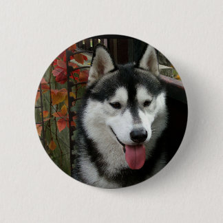 Badge Rond 5 Cm Chien malamué de l'Alaska 3