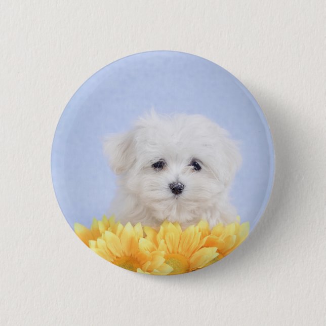 Badge Rond 5 Cm Chien maltais (Devant)