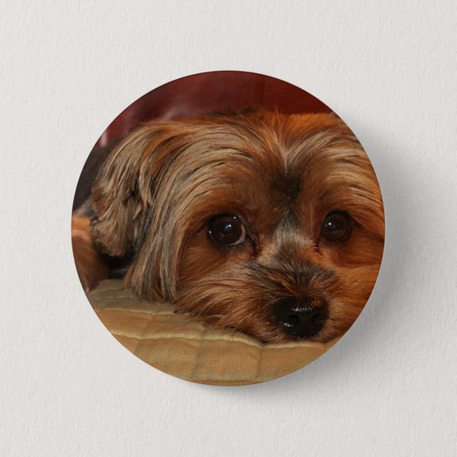 Badge Rond 5 Cm Chien mignon de Yorkshire Terrier (Devant)