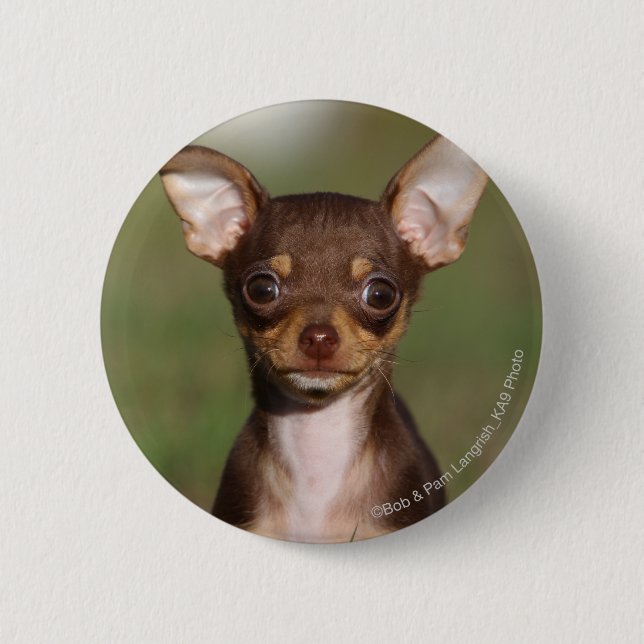 Badge Rond 5 Cm Chihuahua Puppy regarde l'appareil photo (Devant)