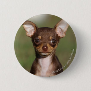 Badge Rond 5 Cm Chihuahua Puppy regarde l'appareil photo