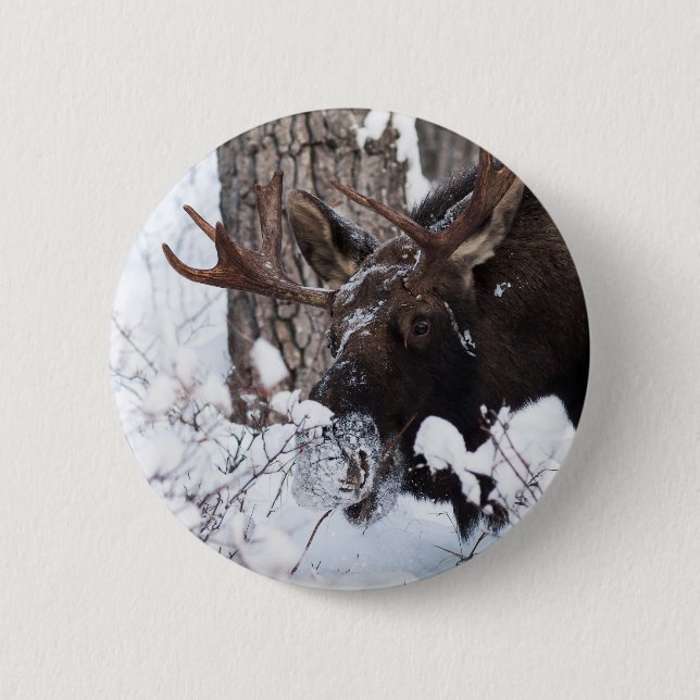 Badge Rond 5 Cm Chilly Moose (Devant)
