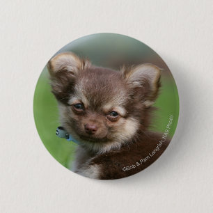 Badge Rond 5 Cm Chiot à cheveux longs de chiwawa regardant