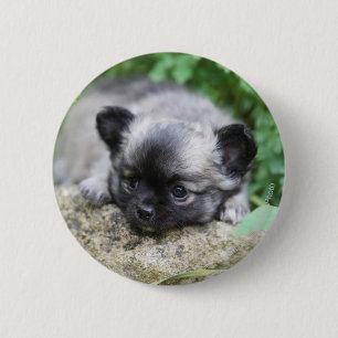 Badge Rond 5 Cm Chiot aux cheveux longs de chiwawa