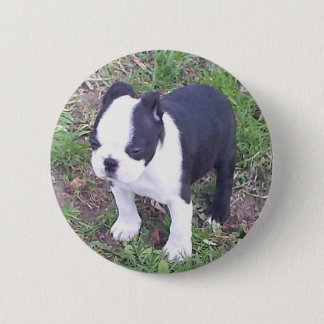 Badge Rond 5 Cm Chiot de Boston Terrier