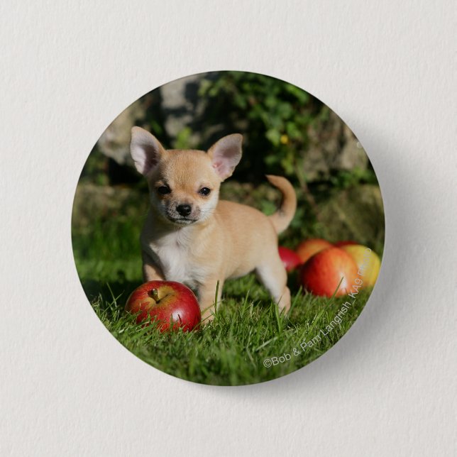 Badge Rond 5 Cm Chiot de chiwawa avec des pommes (Devant)