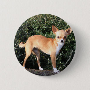 Badge Rond 5 Cm Chiot de chiwawa de tasse de thé