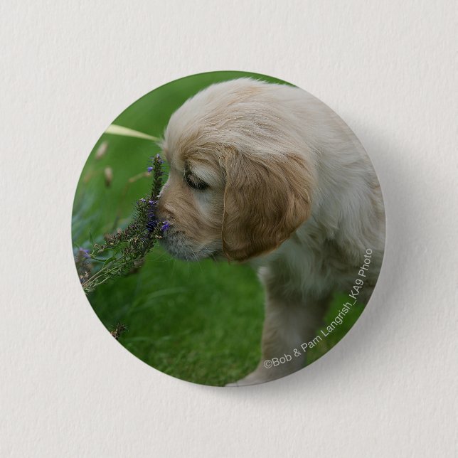 Badge Rond 5 Cm Chiot de golden retriever (Devant)