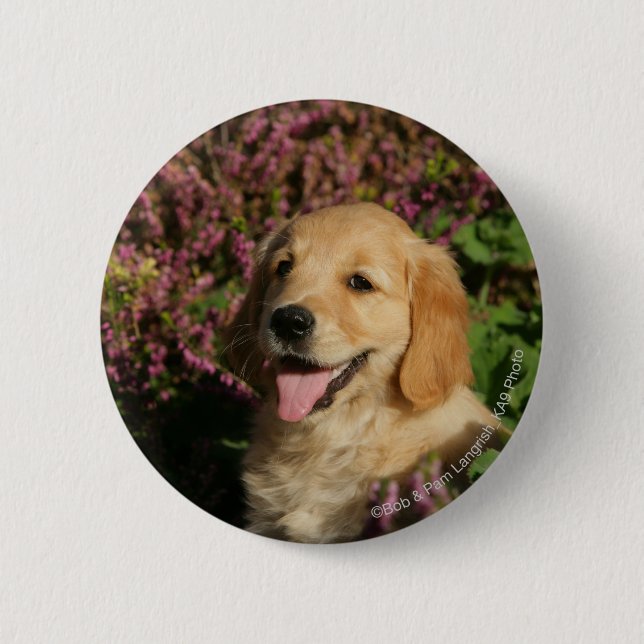 Badge Rond 5 Cm Chiot d'or de Retreiver (Devant)