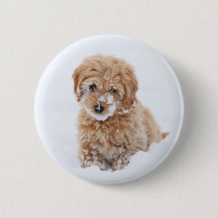 Badge Rond 5 Cm Chiot Goldendoodé Avec Neige Sur La Face