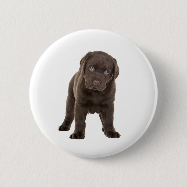 Badge Rond 5 Cm Chiot gros de Labrador de chocolat (Devant)