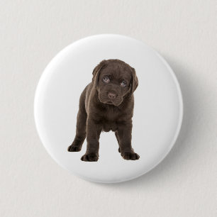 Badge Rond 5 Cm Chiot gros de Labrador de chocolat