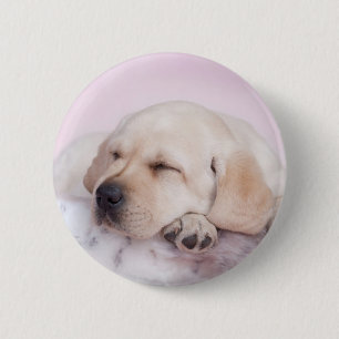 Badge Rond 5 Cm Chiot jaune de labrador retriever