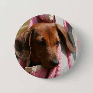 Badge Rond 5 Cm chiot miniature Lisse-haired de teckel