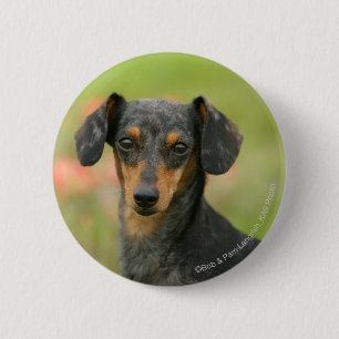 Badge Rond 5 Cm chiot miniature Lisse-haired de teckel regardant