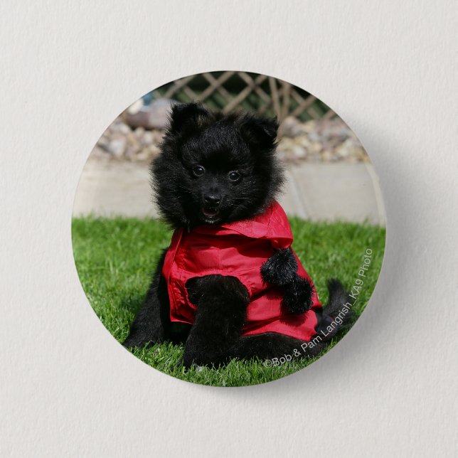 Badge Rond 5 Cm Chiot noir de Pomeranian regardant (Devant)
