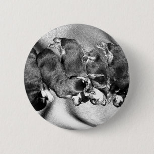 Badge Rond 5 Cm chiots à tête blanche