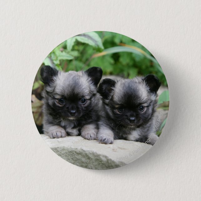 Badge Rond 5 Cm Chiots aux cheveux longs de chiwawa (Devant)