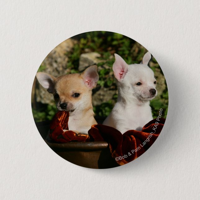 Badge Rond 5 Cm Chiots de chiwawa (Devant)