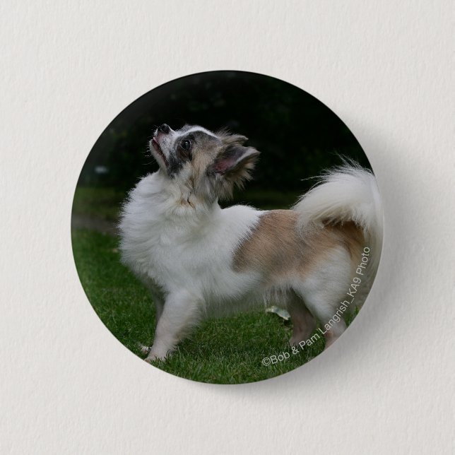 Badge Rond 5 Cm Chiwawa aux cheveux longs regardant (Devant)