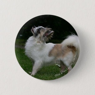 Badge Rond 5 Cm Chiwawa aux cheveux longs regardant