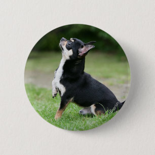Badge Rond 5 Cm Chiwawa noir et crème