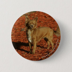 Badge Rond 5 Cm Chiwawa regardant l'appareil-photo