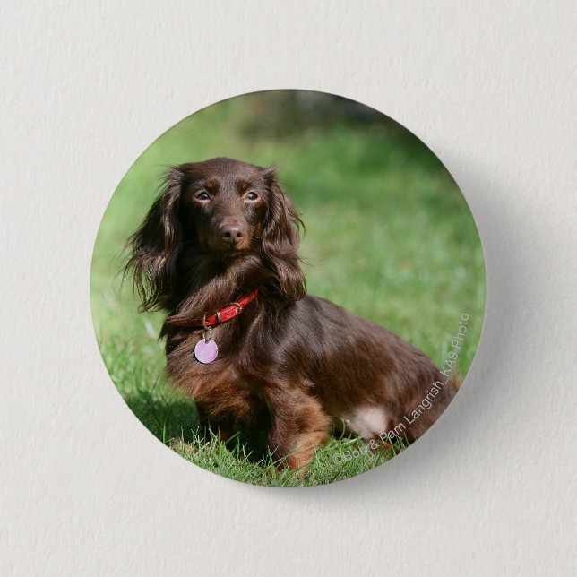 Badge Rond 5 Cm Chocolat et teckel miniature aux cheveux longs (Devant)