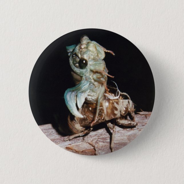 Badge Rond 5 Cm Cicada (Devant)