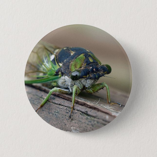 Badge Rond 5 Cm Cicada (Devant)