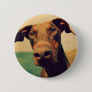 Badge Rond 5 Cm Closeudo drôle d'un chien Doberman naturel