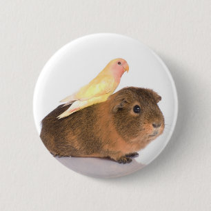 Badge Rond 5 Cm cobaye et oiseau jaune