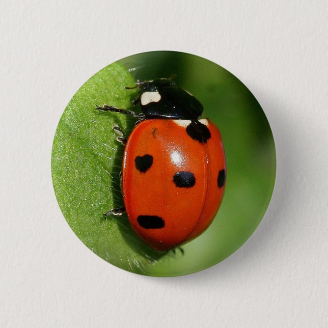 Badge Rond 5 Cm Coccinelle (Devant)