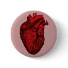 Coeur humain anatomique