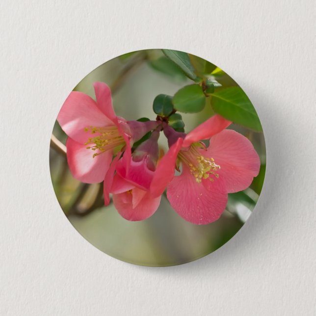 Badge Rond 5 Cm Cognassier à Fleurs Roses Glow (Devant)