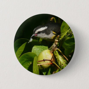 Badge Rond 5 Cm Colibri à gorge blanche mangeant Photographie trop