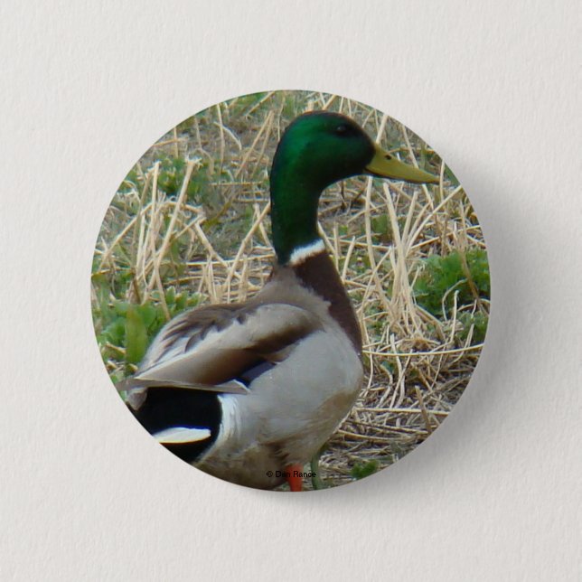 Badge Rond 5 Cm Colvert mâle B12 (Devant)