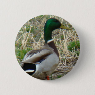 Badge Rond 5 Cm Colvert mâle B12
