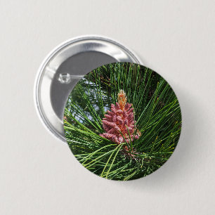 Badge Rond 5 Cm Cône de pollen de pin rouge (Pinus resinosa)