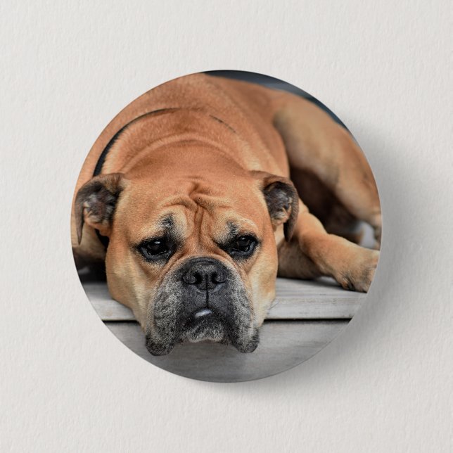 Badge Rond 5 Cm Continental Bulldog personnalisable (Devant)