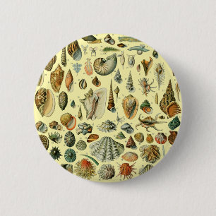 Badge Rond 5 Cm Coquillages de coquillages Mollusk Clam Élégant Ar