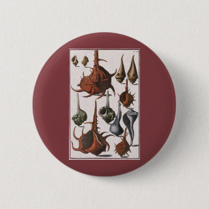 Badge Rond 5 Cm Coquillages vintages, Coquillages océaniques Marin