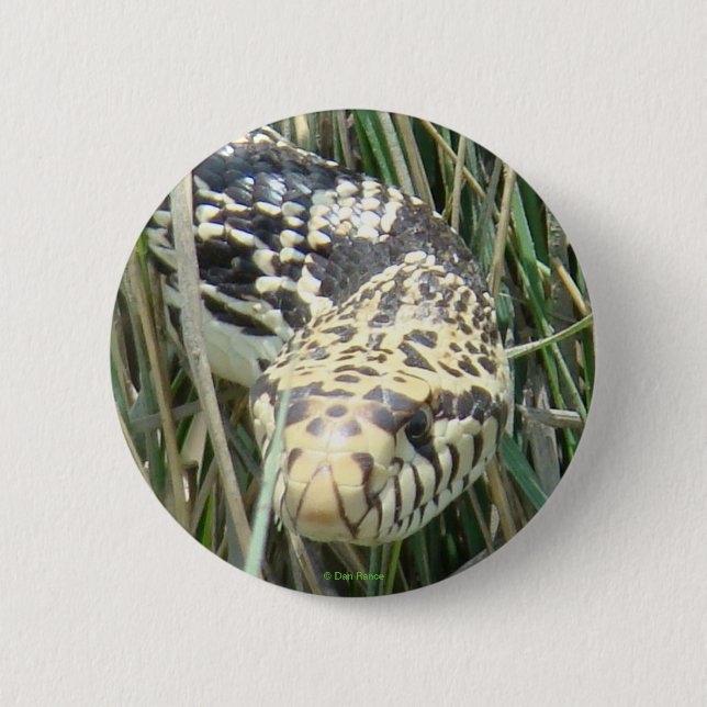 Badge Rond 5 Cm Couleuvre R4 Bull Snake (Devant)
