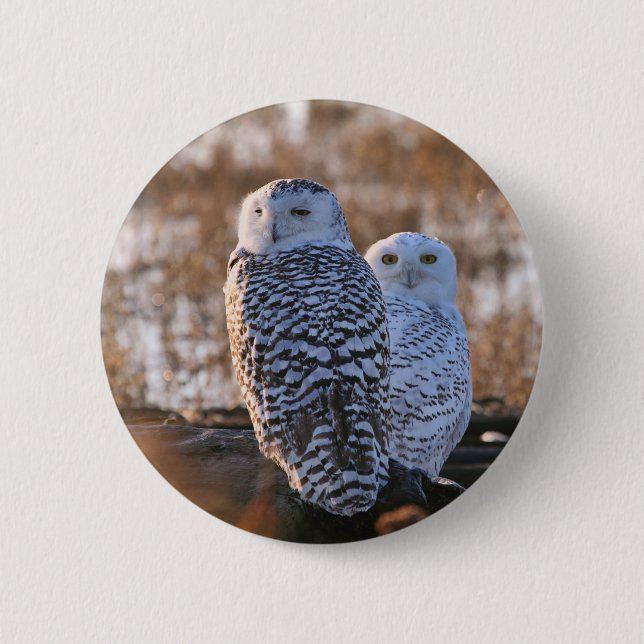 Badge Rond 5 Cm Couples de hibou de Milou (Devant)