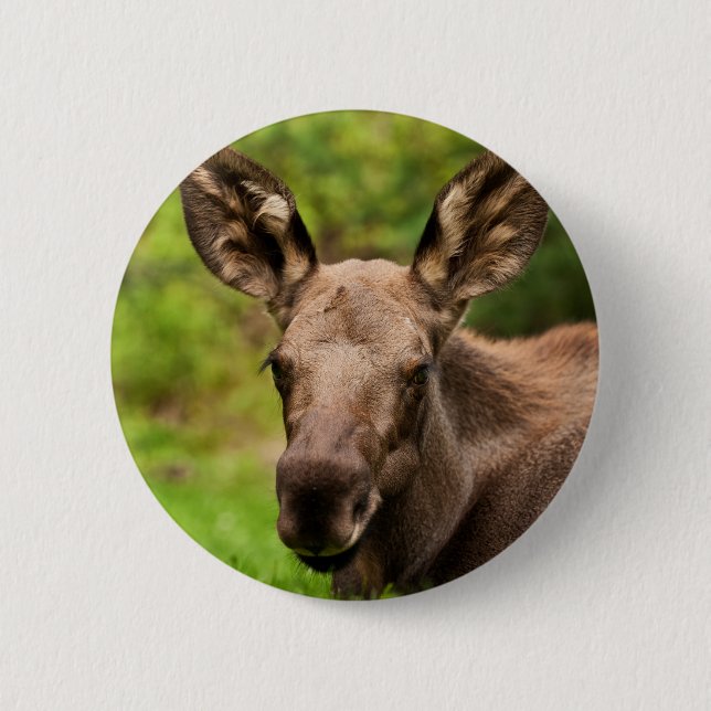 Badge Rond 5 Cm Curious Moose (Devant)