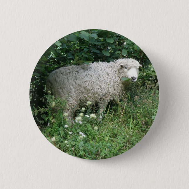 Badge Rond 5 Cm Cute Fluffy White Sheep Eating Button (Devant)